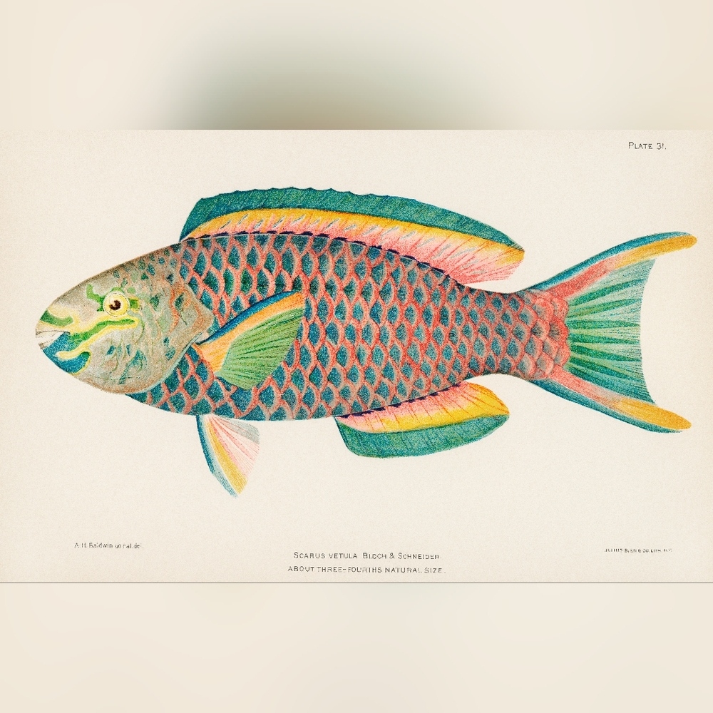 Parrot Fish Colorful Illustration Art Print